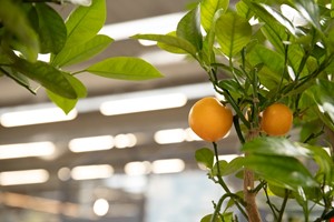 Dünya'da Tarım - Ekim 2021